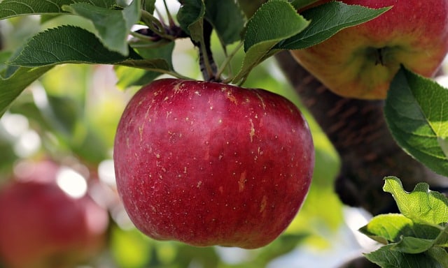 Opdag næringsindholdet i æbler